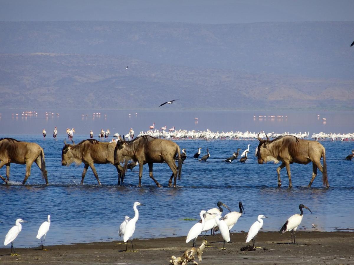 Africa Safari Lake Natron Mtowabaga Kültér fotó