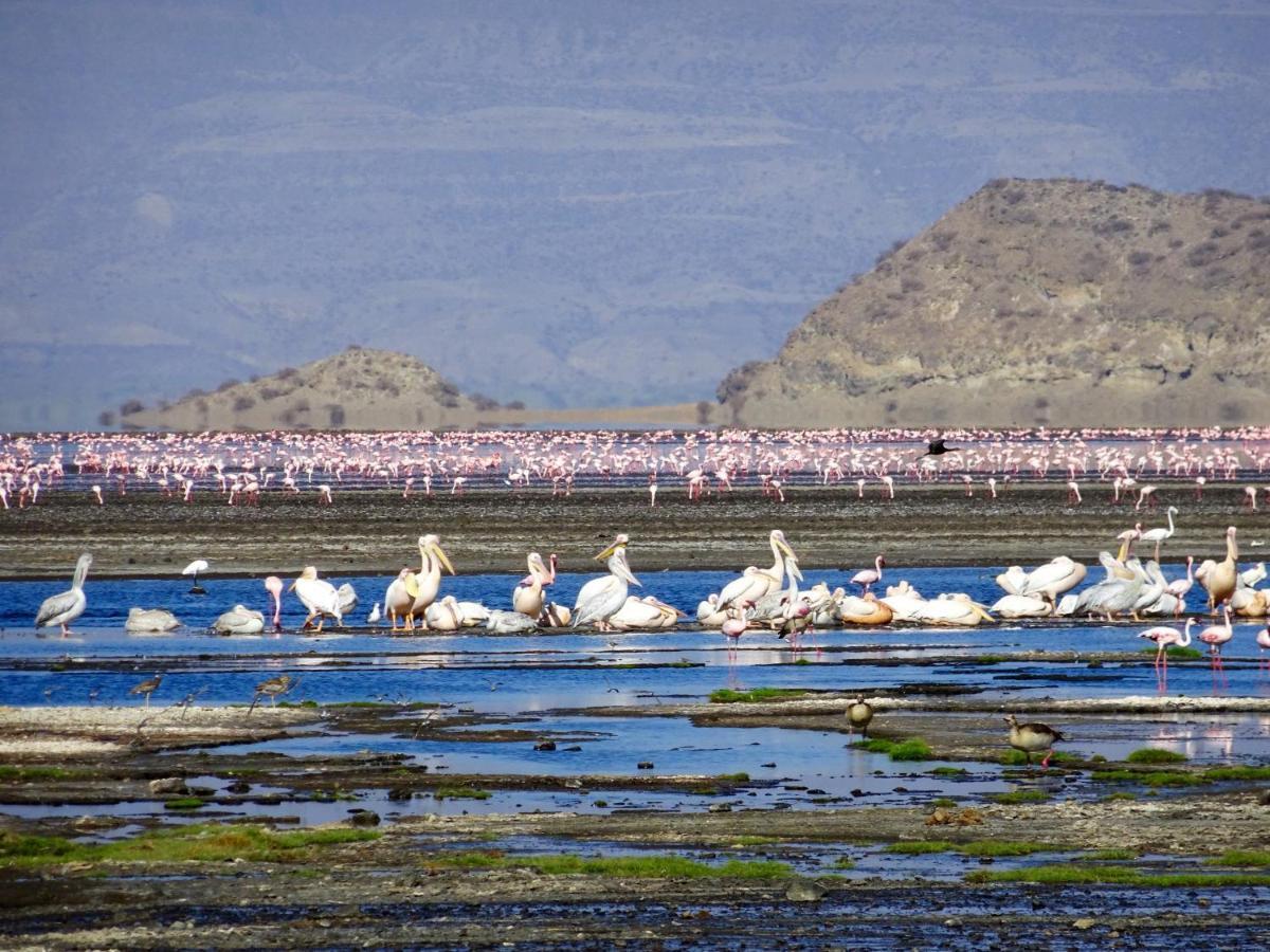 Africa Safari Lake Natron Mtowabaga Kültér fotó
